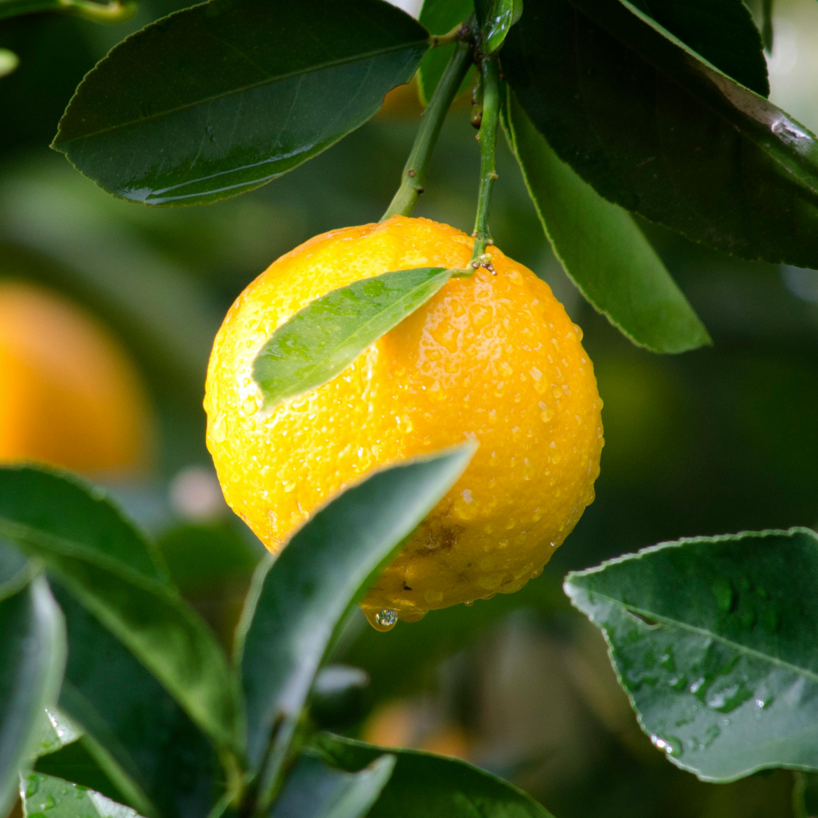 Lemon growing on a farm Lemon growing on a farm